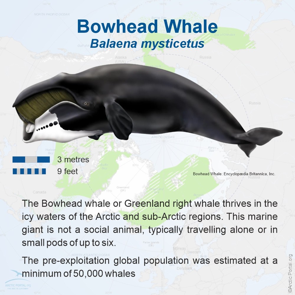 Bowhead Whale introduction quick facts