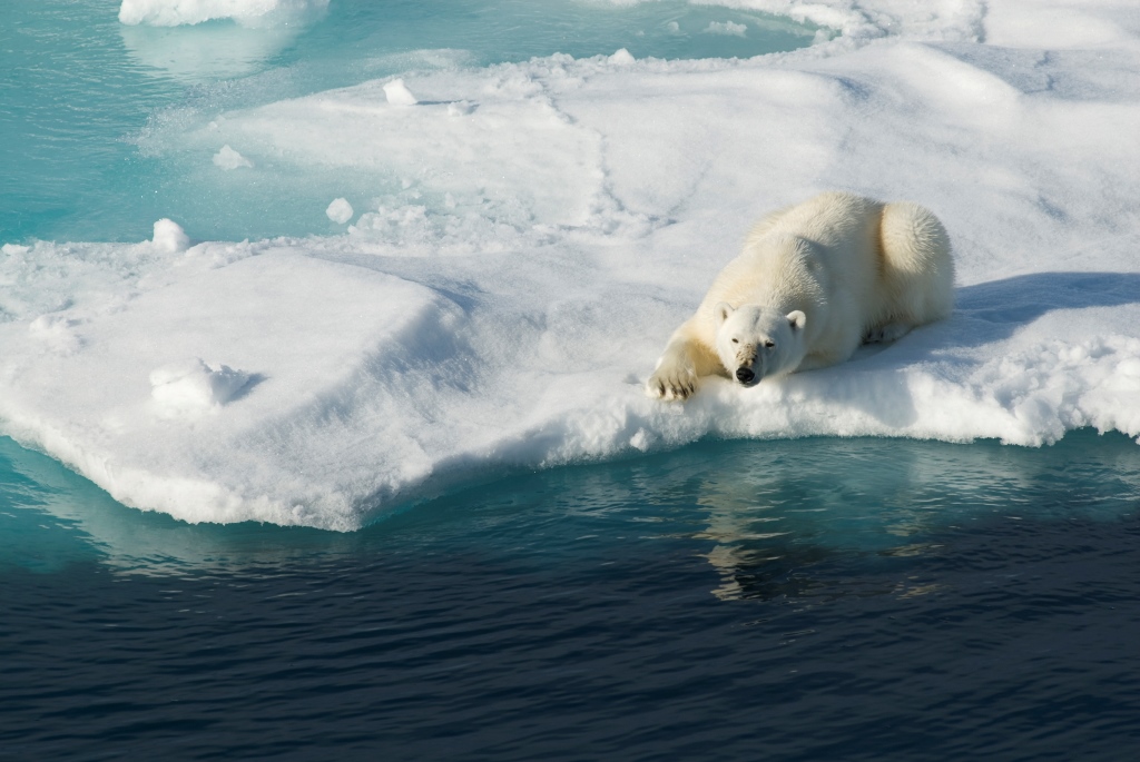 Polar bear on ice