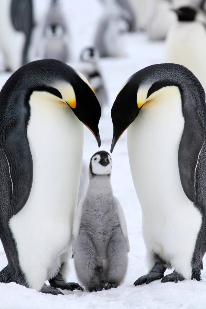 Penguins