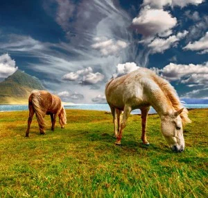 Animals & Plants