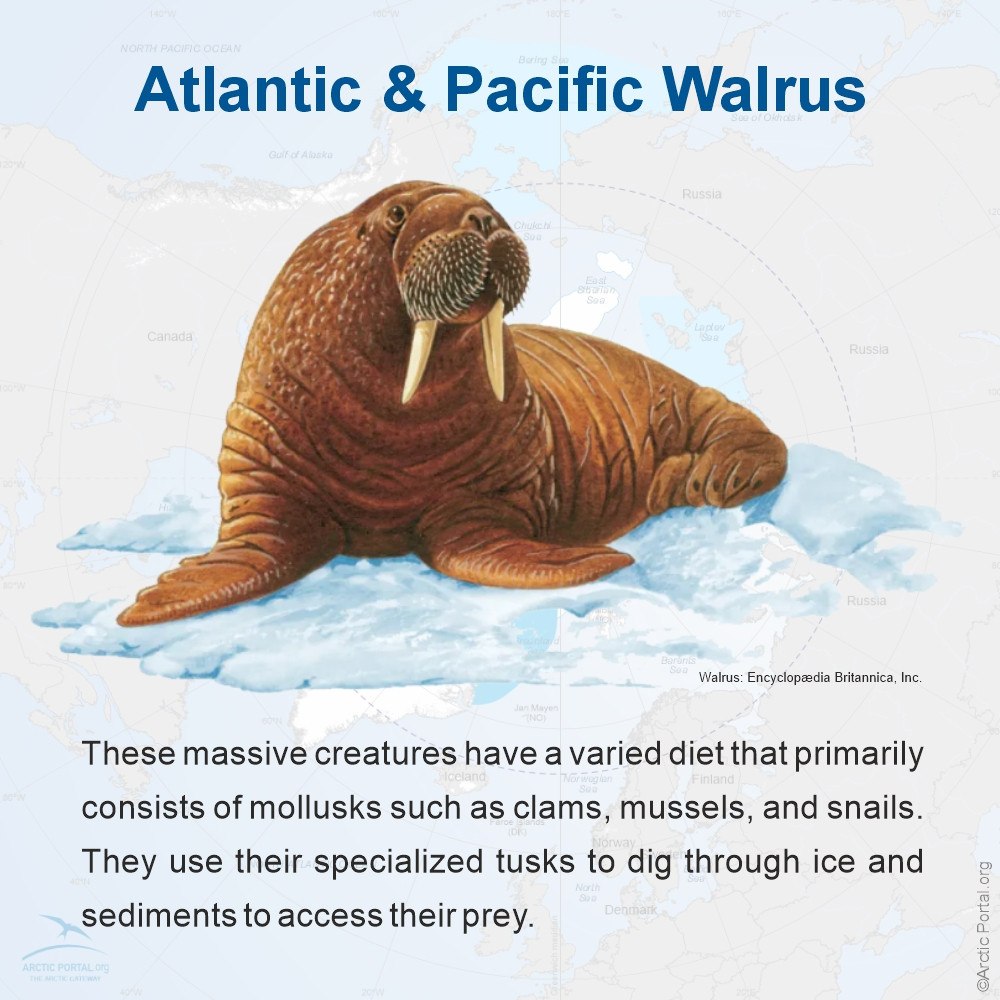 Atlantic & Pacific Walrus - Introduction