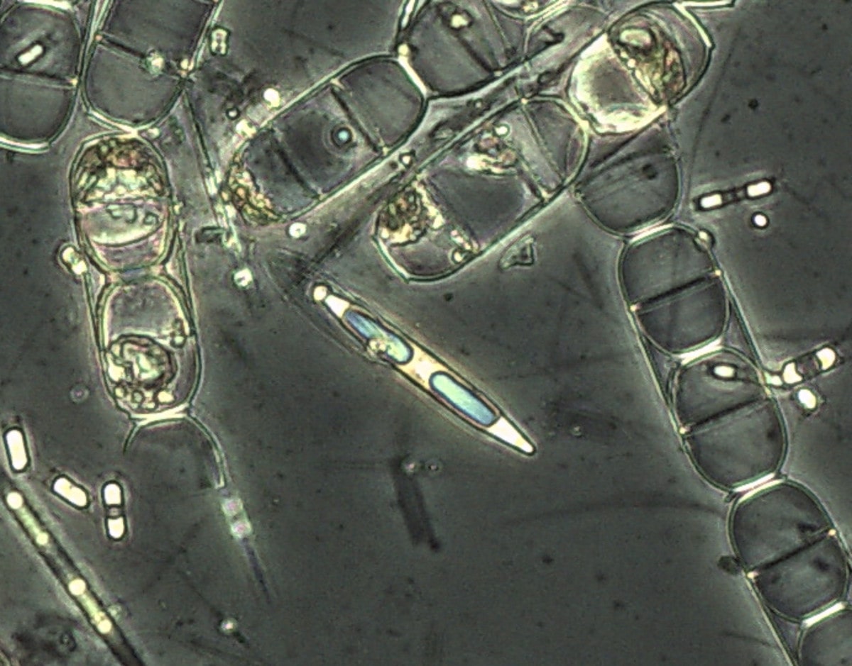 Arctic Diatom