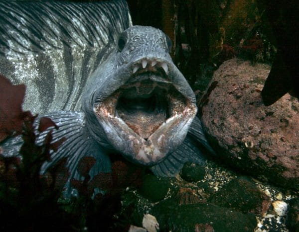 Atlantic Wolffish - Iceland - animals in the ocean
