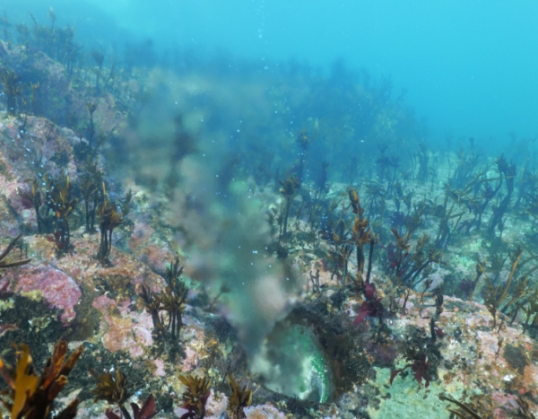 Corals how many species