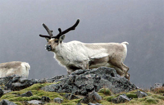 reindeer
