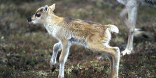 reindeer4