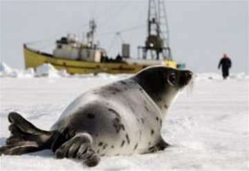seal1