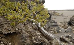 Iceland’s Hidden Elders: 500-Year-Old Juniper Disc...